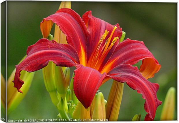 "RED LILY 2" Canvas Print by ROS RIDLEY