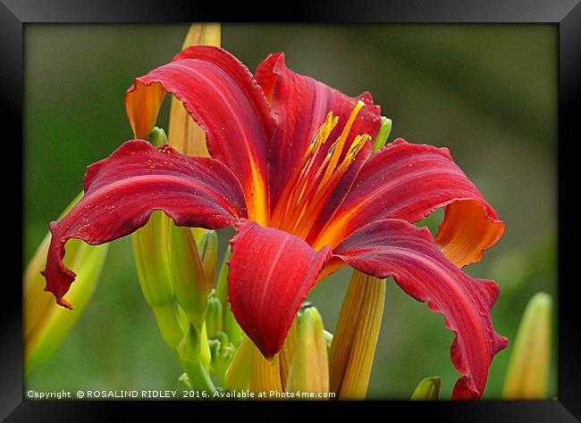 "RED LILY 2" Framed Print by ROS RIDLEY