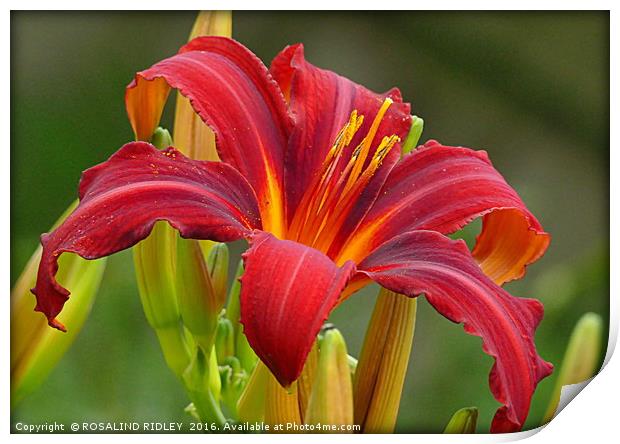 "RED LILY 2" Print by ROS RIDLEY