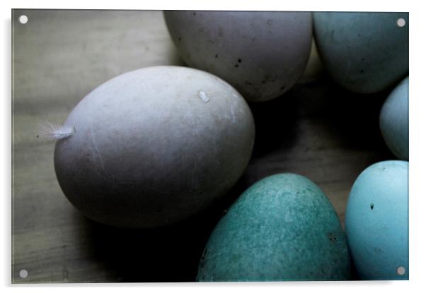 eggs  Acrylic by Jade Scott