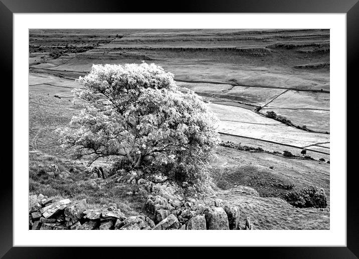 The Ash Tree on Twistleton Scar Yorkshire Dales Framed Mounted Print by Nick Jenkins