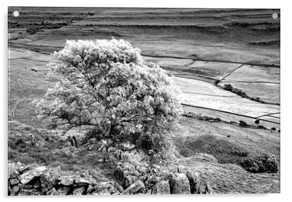The Ash Tree on Twistleton Scar Yorkshire Dales Acrylic by Nick Jenkins