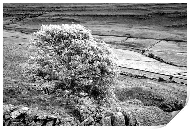 The Ash Tree on Twistleton Scar Yorkshire Dales Print by Nick Jenkins