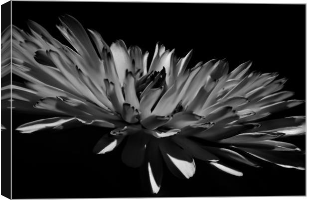Aster in Black and White Canvas Print by Steve Hardiman