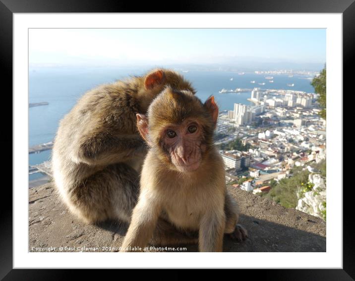 Father and Son Ape Gibraltar Framed Mounted Print by Paul Coleman