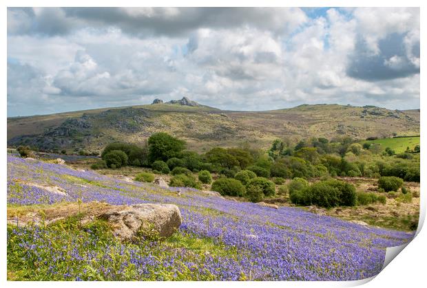 Holwell Bluebell Lawns/Fields Dartmoor Devon Print by Nick Jenkins