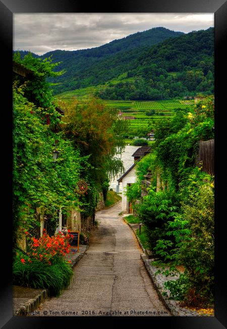 Path to the Danube Framed Print by Tom Gomez