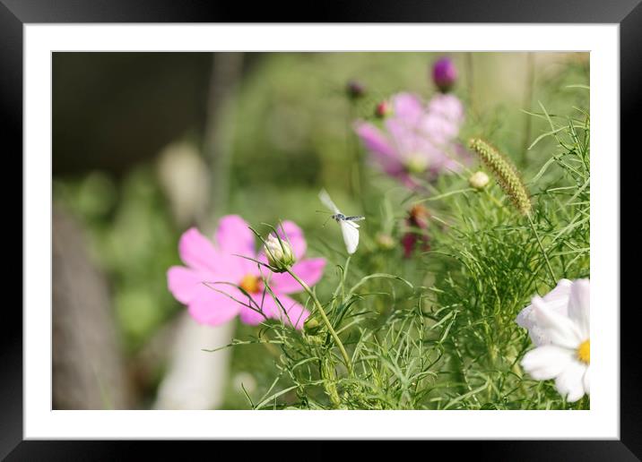 White butterfly preparing for landing Framed Mounted Print by Adrian Bud