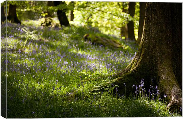 bluebell woods Canvas Print by Simon Wrigglesworth