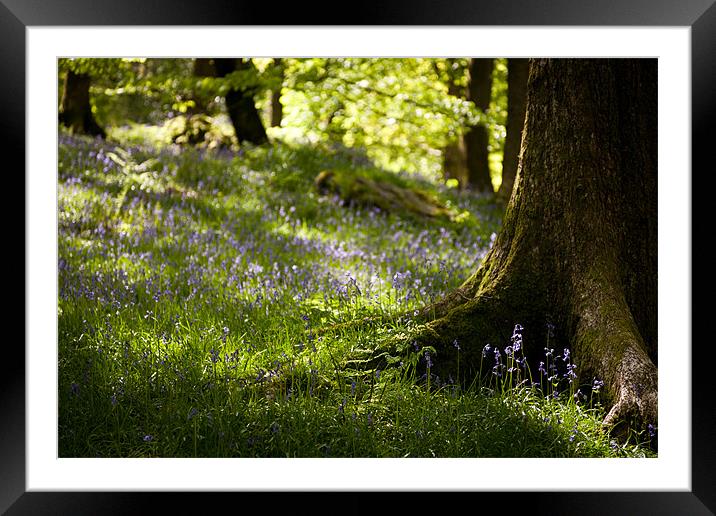 bluebell woods Framed Mounted Print by Simon Wrigglesworth