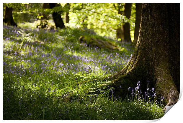 bluebell woods Print by Simon Wrigglesworth