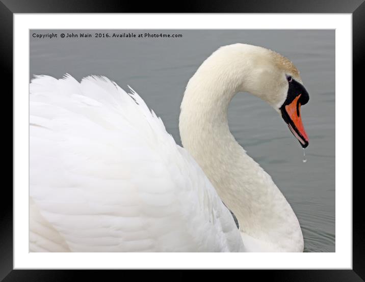 Single Swan Framed Mounted Print by John Wain