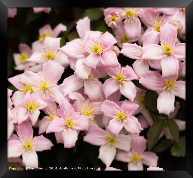 Pink Clematis Framed Print by David Young