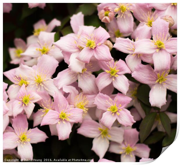 Pink Clematis Print by David Young