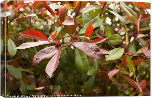 Red Photinia Canvas Print by David Young