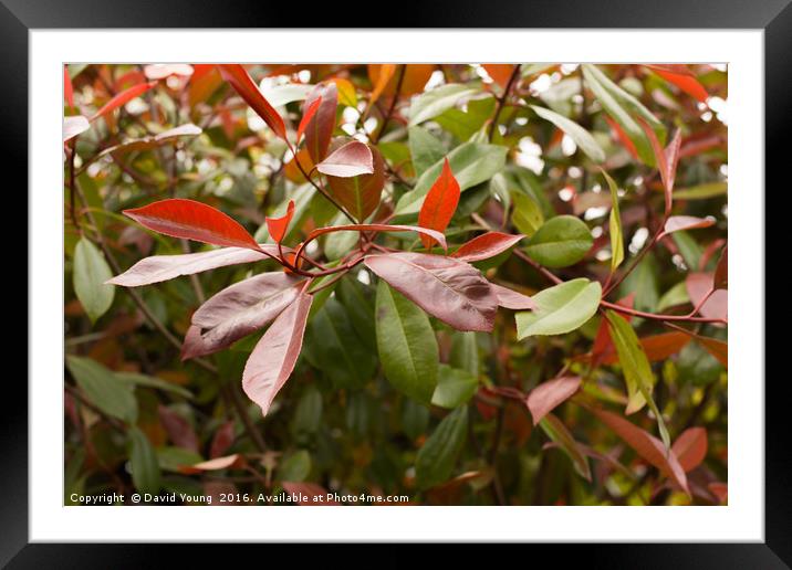 Red Photinia Framed Mounted Print by David Young