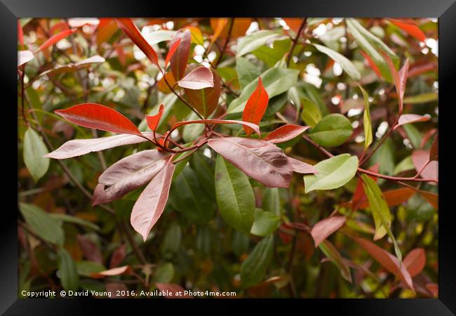Red Photinia Framed Print by David Young