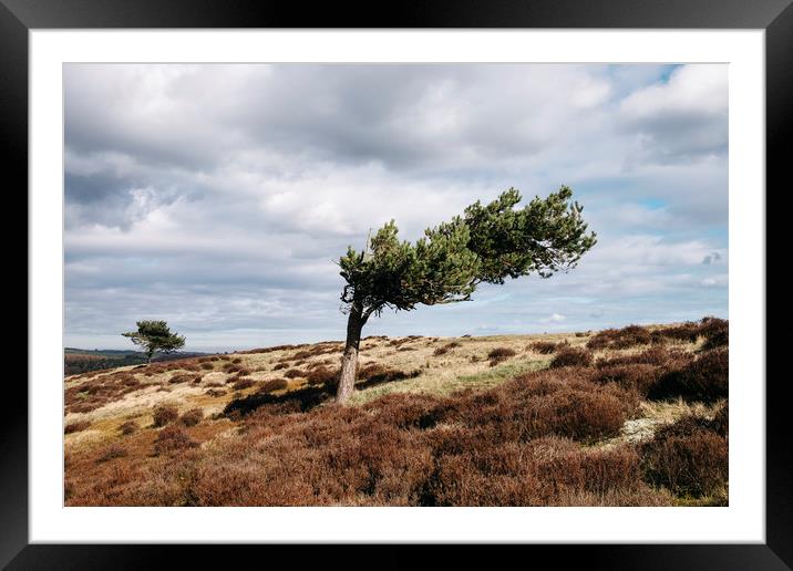 Windswept tree and heather on Ramsley Moor. Derbys Framed Mounted Print by Liam Grant
