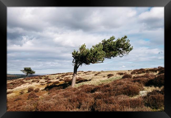 Windswept tree and heather on Ramsley Moor. Derbys Framed Print by Liam Grant
