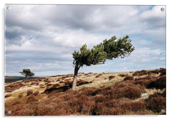 Windswept tree and heather on Ramsley Moor. Derbys Acrylic by Liam Grant