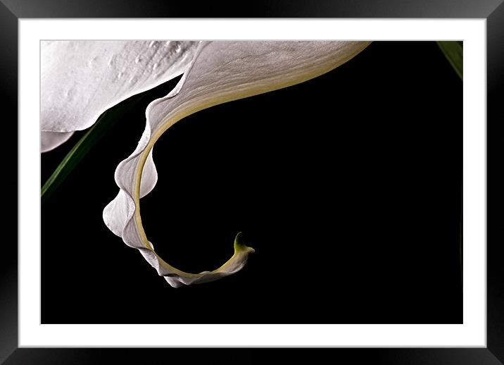 Lily Curl Framed Mounted Print by Jeni Harney