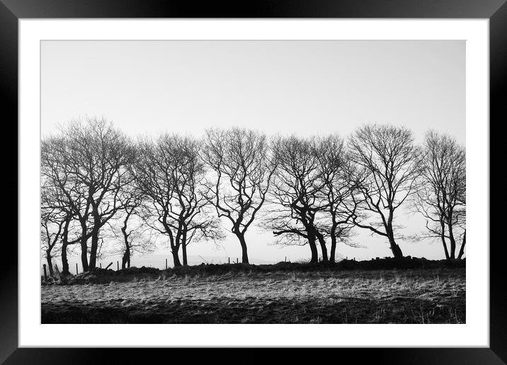 Row of trees beside a drystone wall. Derbyshire, U Framed Mounted Print by Liam Grant