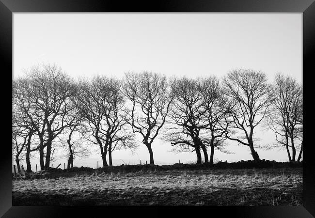 Row of trees beside a drystone wall. Derbyshire, U Framed Print by Liam Grant
