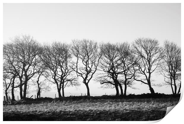 Row of trees beside a drystone wall. Derbyshire, U Print by Liam Grant