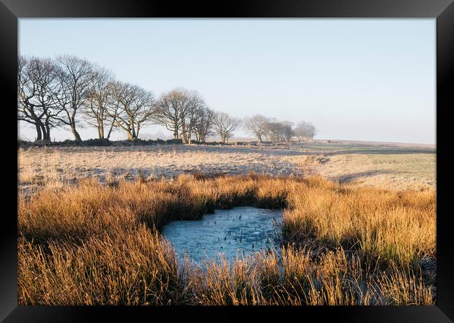 Frozen water and reeds lit by the sunrise. Derbysh Framed Print by Liam Grant