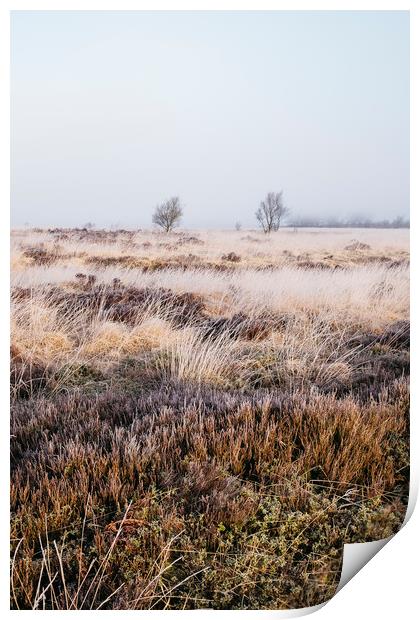 Frozen heather in the fog at sunrise. Beeley Moor, Print by Liam Grant