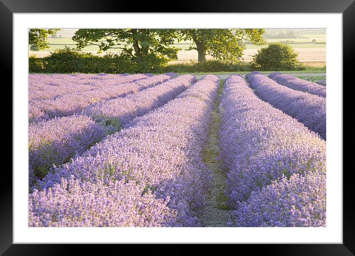 Lavender fields Framed Mounted Print by Ian Middleton