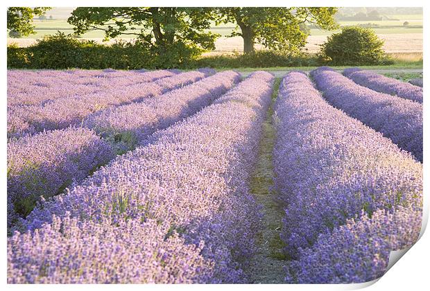 Lavender fields Print by Ian Middleton
