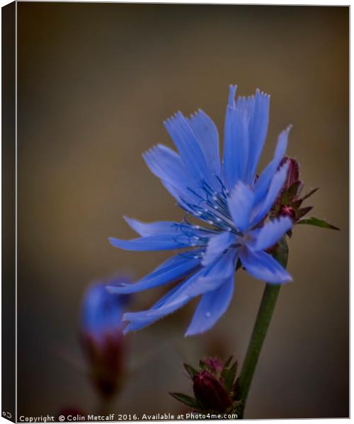 Wild Chicory Canvas Print by Colin Metcalf