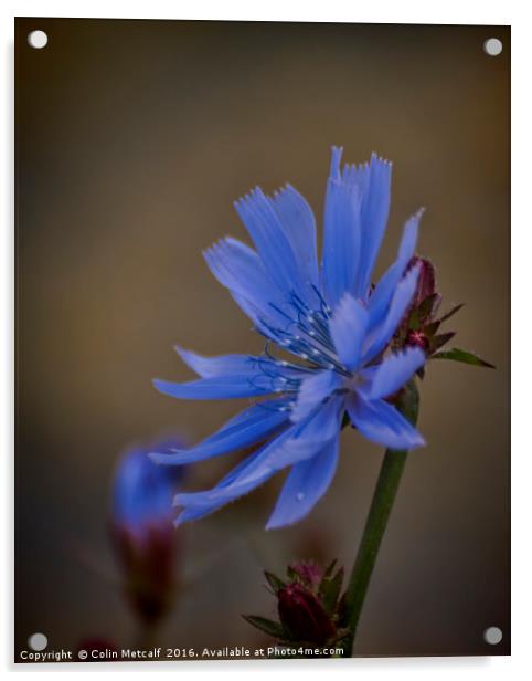 Wild Chicory Acrylic by Colin Metcalf