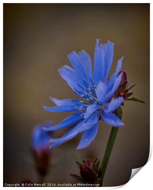 Wild Chicory Print by Colin Metcalf