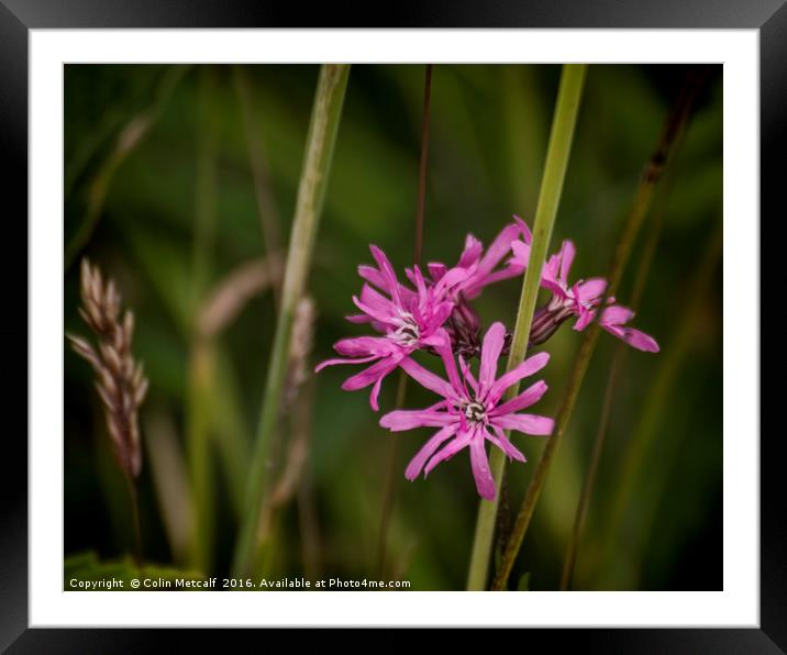 Ragged Robin Framed Mounted Print by Colin Metcalf