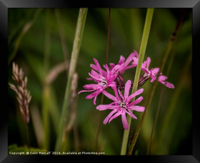 Ragged Robin Framed Print by Colin Metcalf