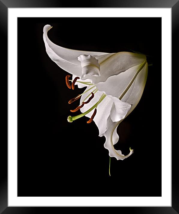 White Lily Framed Mounted Print by Jeni Harney