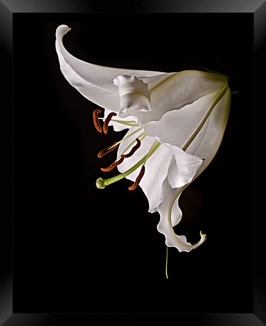 White Lily Framed Print by Jeni Harney
