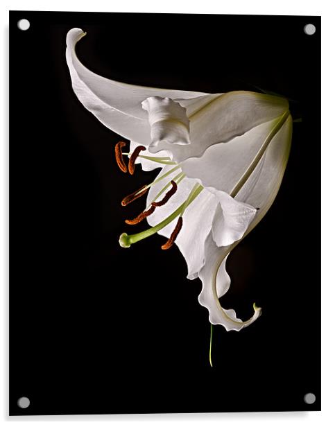 White Lily Acrylic by Jeni Harney