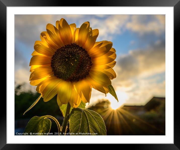 Sunflower Sunsets Framed Mounted Print by matthew  mallett