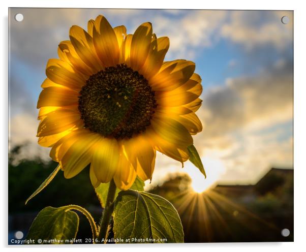 Sunflower Sunsets Acrylic by matthew  mallett