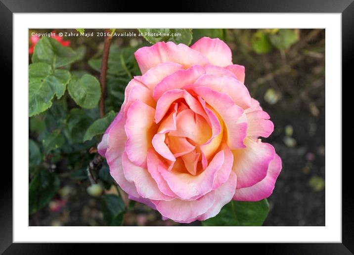 A Peachy Pink Rose from Holland Framed Mounted Print by Zahra Majid