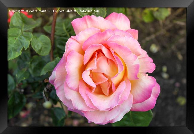 A Peachy Pink Rose from Holland Framed Print by Zahra Majid