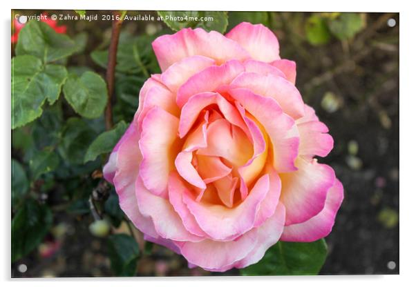 A Peachy Pink Rose from Holland Acrylic by Zahra Majid
