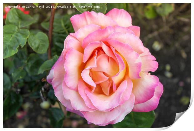 A Peachy Pink Rose from Holland Print by Zahra Majid