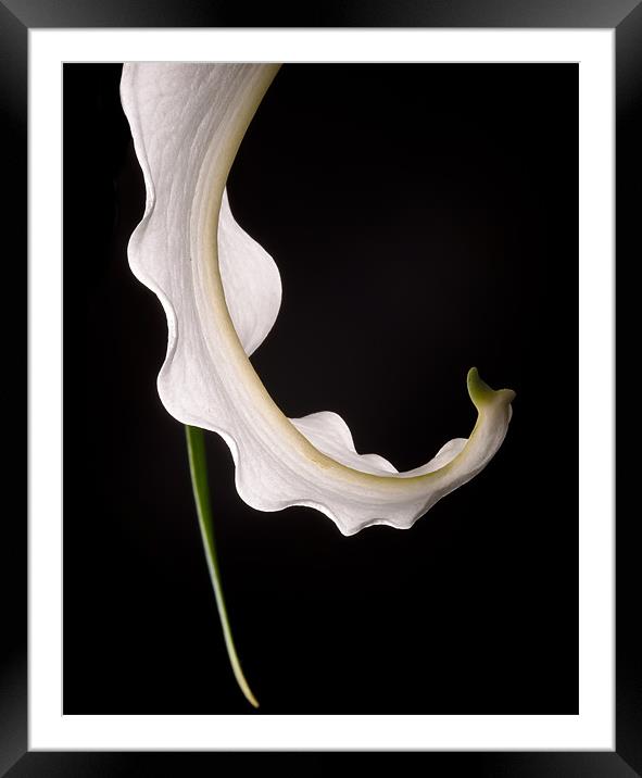 Curl Framed Mounted Print by Jeni Harney