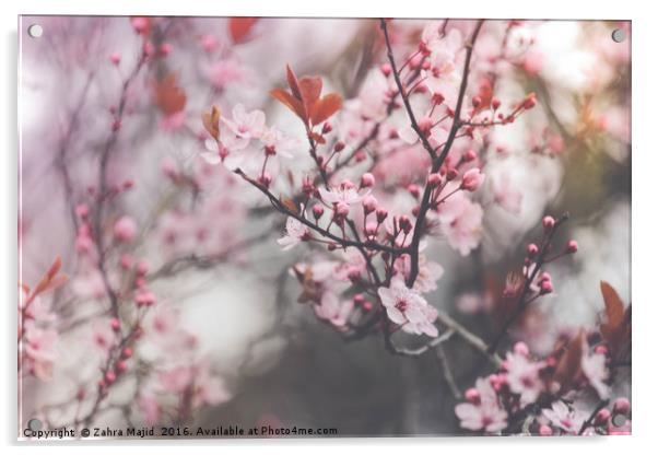Powder Pink Blossoms Acrylic by Zahra Majid