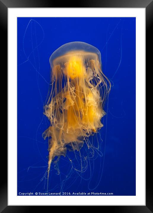 Jelly Fish Framed Mounted Print by Susan Leonard