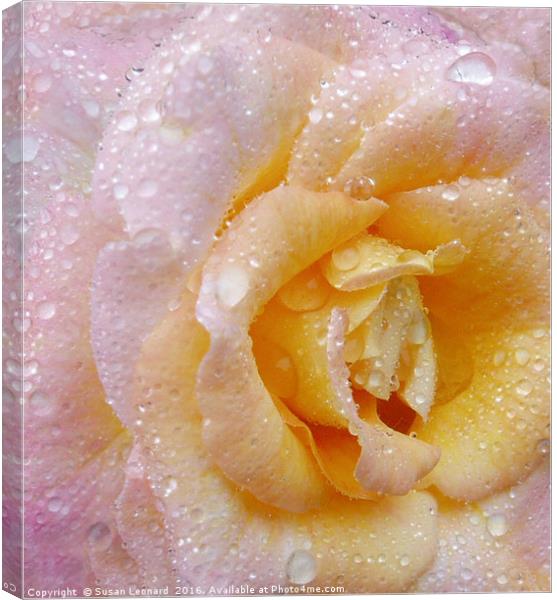 English Rose Canvas Print by Susan Leonard